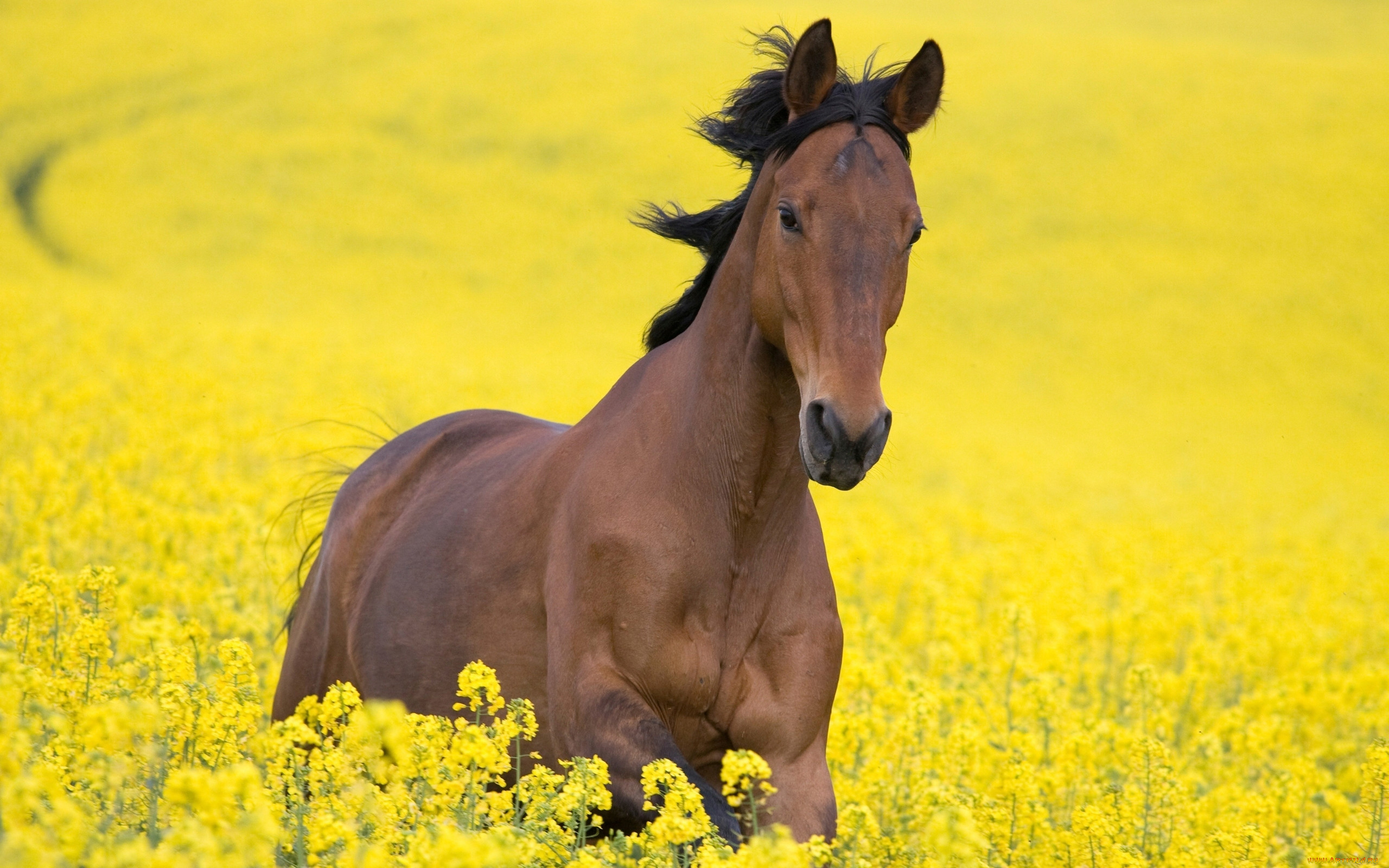 Желтая лошадка. Дикий гнедой Мустанг. Мустанг лошадь желтый. Лошадь в поле. Картинки на рабочий стол лошади.